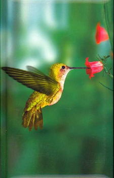 Hummingbirdhummingbird 