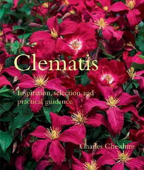 Clematisclematis 