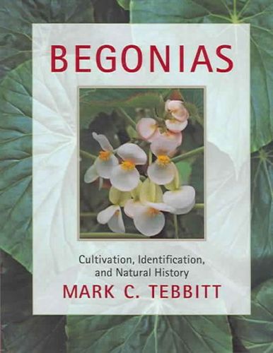 Begoniasbegonias 