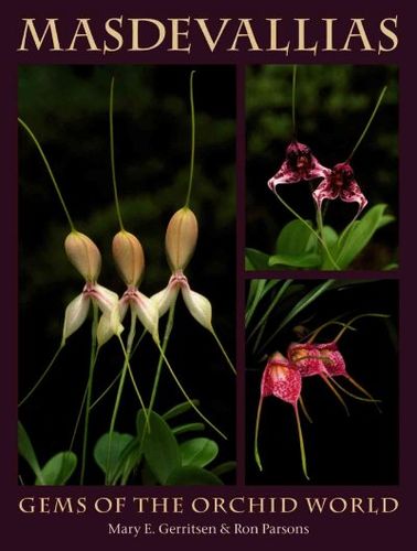 Masdevalliasmasdevallias 
