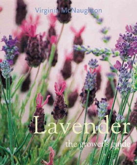 Lavenderlavender 