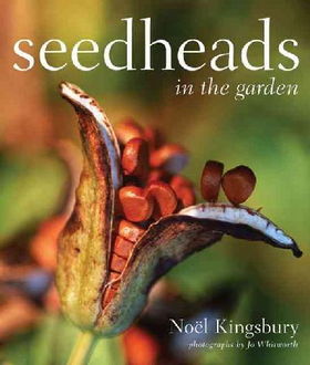 Seedheads in the Gardenseedheads 