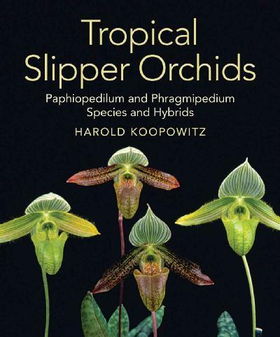 Tropical Slipper Orchidstropical 