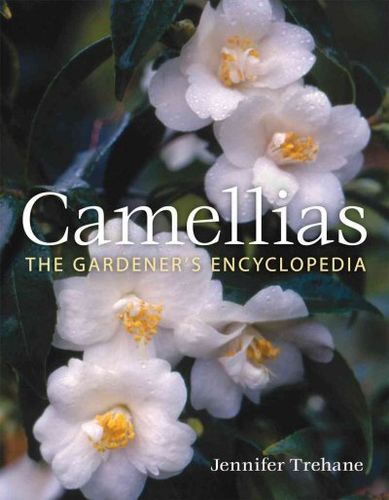 Camelliascamellias 
