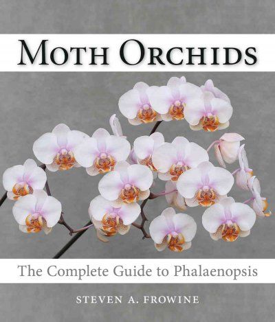 Moth Orchidsmoth 