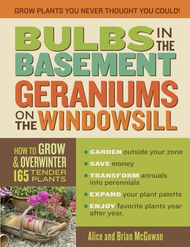 Bulbs in the Basement, Geraniums on the Windowsillbulbs 