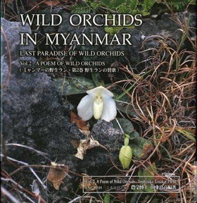 Wild Orchids in Myanmarwild 