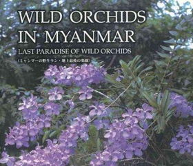 Wild Orchids in Myanmarwild 