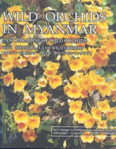 Wild Orchids in Myanmarwild 