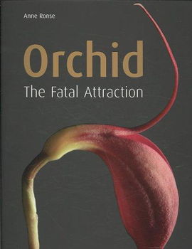 Orchidorchid 