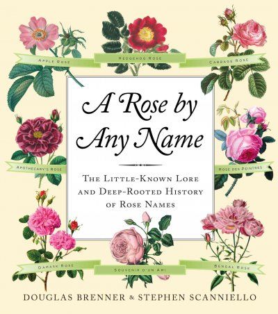 A Rose by Any Namerose 