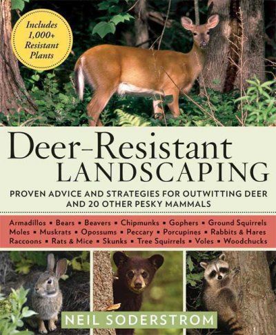 Deer-Resistant Landscapingdeer 