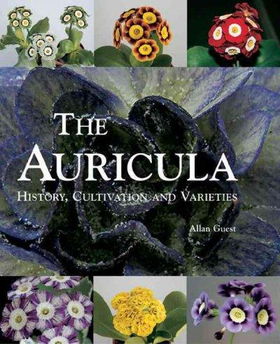 The Auriculaauricula 