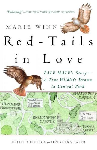 Red-Tails in Lovered 