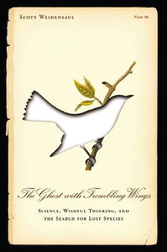 The Ghost With Trembling Wingsghost 