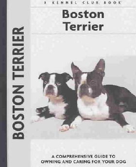 Boston Terrierboston 