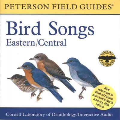 Bird Songsbird 