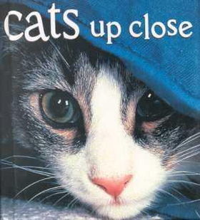 Cats Up Closecats 