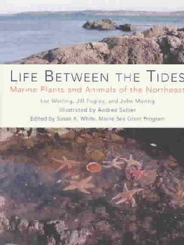 Life Between the Tideslife 