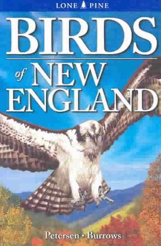 Birds of New Englandbirds 