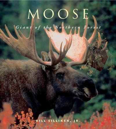 Moosemoose 