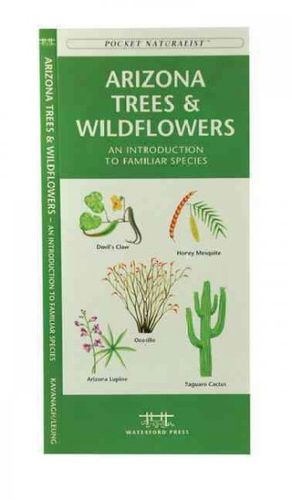 Arizona Trees & Wildflowersarizona 