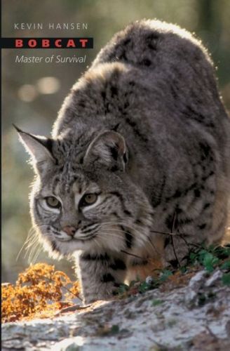 Bobcatbobcat 