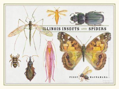 Illinois Insects And Spidersillinois 