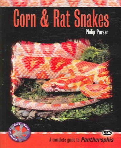 Corn & Rat Snakescorn 