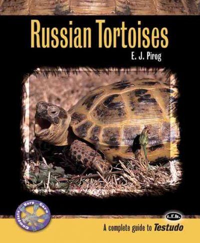 Russian Tortoisesrussian 