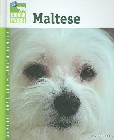 Maltesemaltese 