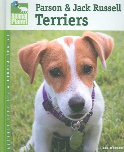 Parson & Jack Russell Terriersparson 