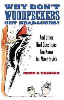 Why Don't Woodpeckers Get Headachesdon 