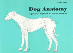 Dog Anatomydog 