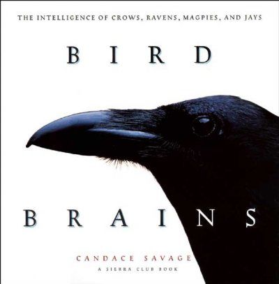 Bird Brainsbird 