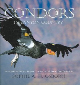 Condors in Canyon Countrycondors 