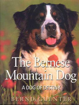 The Bernese Mountain Dogbernese 