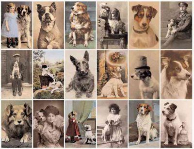 Postcard Dogspostcard 