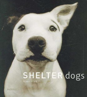 Shelter Dogsshelter 