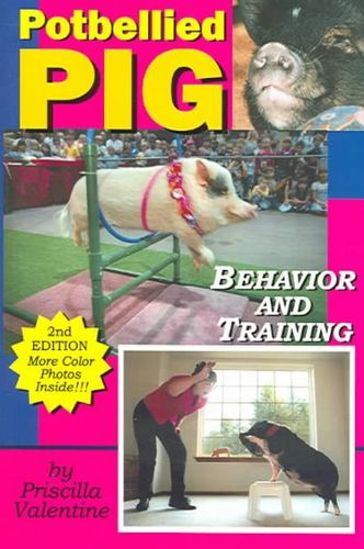 Potbellied Pig Behavior And Trainingpotbellied 