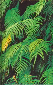 Fernfern 