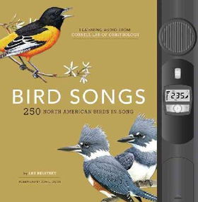 Bird Songsbird 