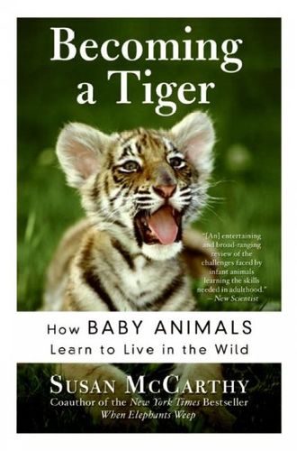 Becoming A Tigerbecoming 