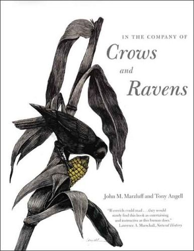 In the Company of Crows And Ravenscompany 