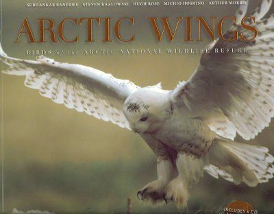 Arctic Wingsarctic 