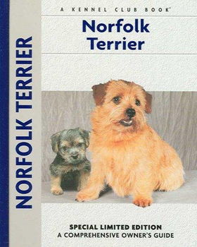 Norfolk Terriernorfolk 