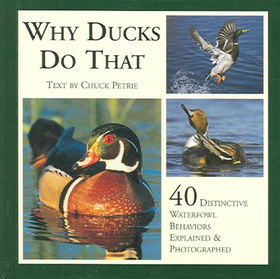 Why Ducks Do Thatducks 
