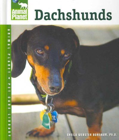Dachshundsdachshunds 