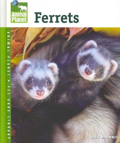 Ferretsferrets 