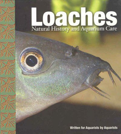 Loachesloaches 